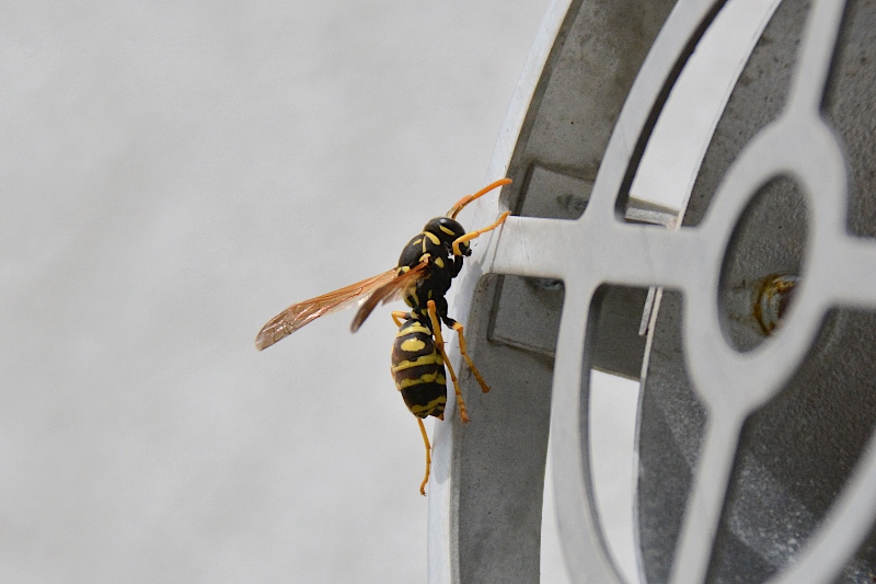 Polistes da identificare...  Polistes sp.